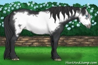 Horse Color:Black Frame