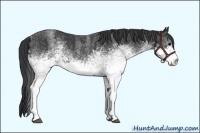 Horse Color:White Spotted Blue Roan Rabicano  Brindle
