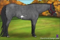 Horse Color:Blue Roan Frame 
