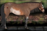 Horse Color:Bay Roan Splash  Brindle