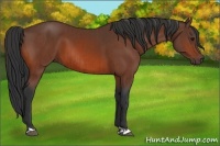 Horse Color:Bay and Bay