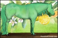 Horse Color:ERROR: UNKNOWN ANOMALY Brindle