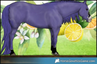 Horse Color:ERROR: UNKNOWN ANOMALY Brindle