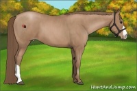 Horse Color:Black Pearl  Brindle