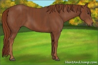 Horse Color:Chestnut  Brindle