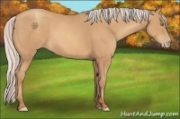 Horse Color:Silver Amber Champagne Frame 