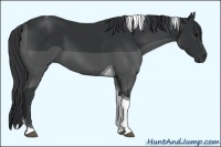 Horse Color:Black Tobiano 