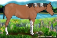 Horse Color:Bay Tobiano 