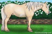 Horse Color:Silver Amber Champagne Pearl Frame 