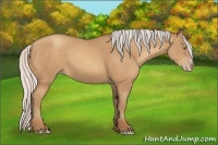 Horse Color:Silver Amber Champagne Frame 
