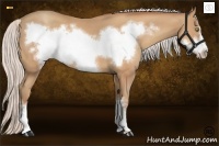 Horse Color:Silver Amber Champagne Frame 