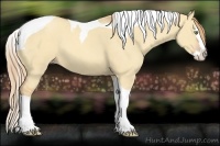 Horse Color:Gold Champagne Dun Splash Tobiano 