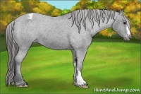 Horse Color:Blue Roan Varnish 