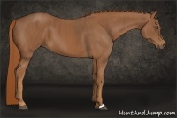 Horse Color:Chestnut Brindle