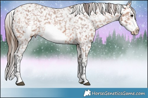 Horse Color:Bay Frame Appaloosa 