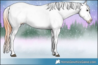 Horse Color:Bay Frame Appaloosa 