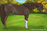 Horse Color:Liver Chestnut Rabicano 