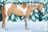 Horse Color:Gold Champagne Splash Tobiano 