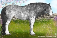 Horse Color:White Spotted Black Rabicano