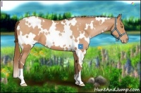 Horse Color:White Spotted Bay Pearl