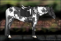 Horse Color:White Spotted Smoky Blue Roan 