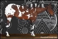 Horse Color:White Spotted Bay 