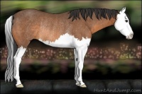 Horse Color:Buckskin Splash Rabicano 