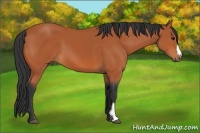 Horse Color:Bay Frame