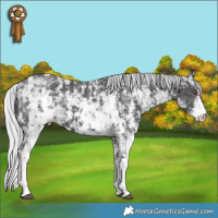 Horse Color:Silver Smoky Black Chinchilla Ice Sabino  and Silver Smoky Black Chinchilla Ice Sabino 