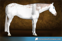 Horse Color:Bay Roan Splash Frame Appaloosa Rabicano 