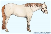 Horse Color:Classic Cream Champagne Pearl Sabino