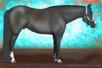 Horse Color:Smoky Black Sabino 