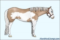 Horse Color:Silver Black Pearl Splash Frame 