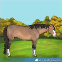 Horse Color:Brown Dun Sabino Splash 
