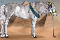 Horse Color:Watercolor Gold Cream Champagne Ice Dun Splash Rabicano 