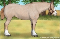 Horse Color:Red Roan Splash Appaloosa 