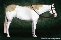 Horse Color:Nacre Liver Red Dun Splash 