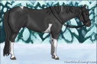 Horse Color:Black Tobiano 