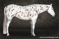 Horse Color:Bay Ice Splash Near Leopard 