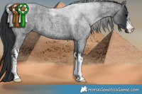 Horse Color:White Spotted Blue Roan 