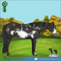 Horse Color:White Spotted Liver Chestnut Frame 