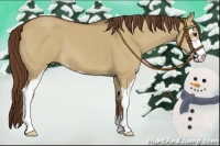 Horse Color:Red Dun Sabino 