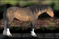 Horse Color:Buckskin 