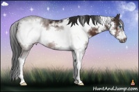 Horse Color:White Spotted Bay Sabino Frame 