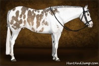 Horse Color:Chocolate Palomino Sabino Blanket Rabicano