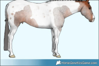 Horse Color:Brown Tobiano 