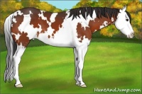 Horse Color:White Spotted Bay Splash