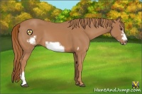 Horse Color:Chestnut Frame 