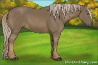 Horse Color:Chocolate Palomino 