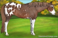 Horse Color:Liver Chestnut Sabino Appaloosa 